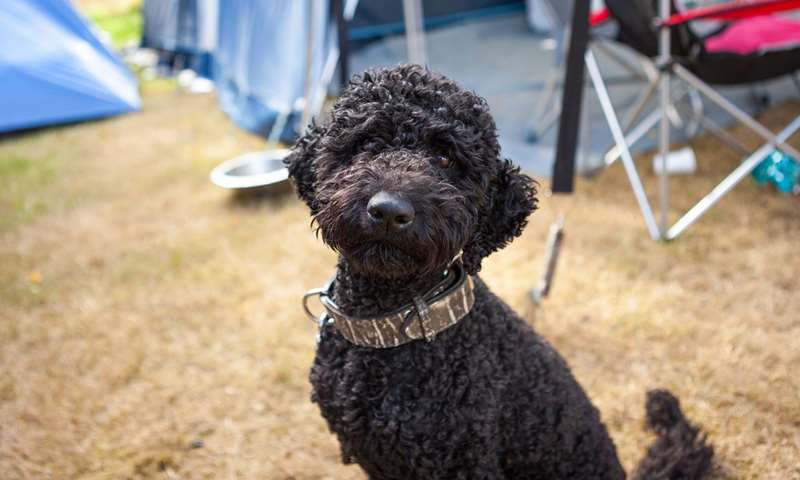 camping